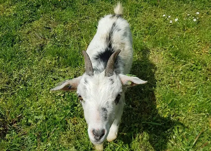 Semesterbostad De Zingende Wilg, Heerlijk Met Hottub